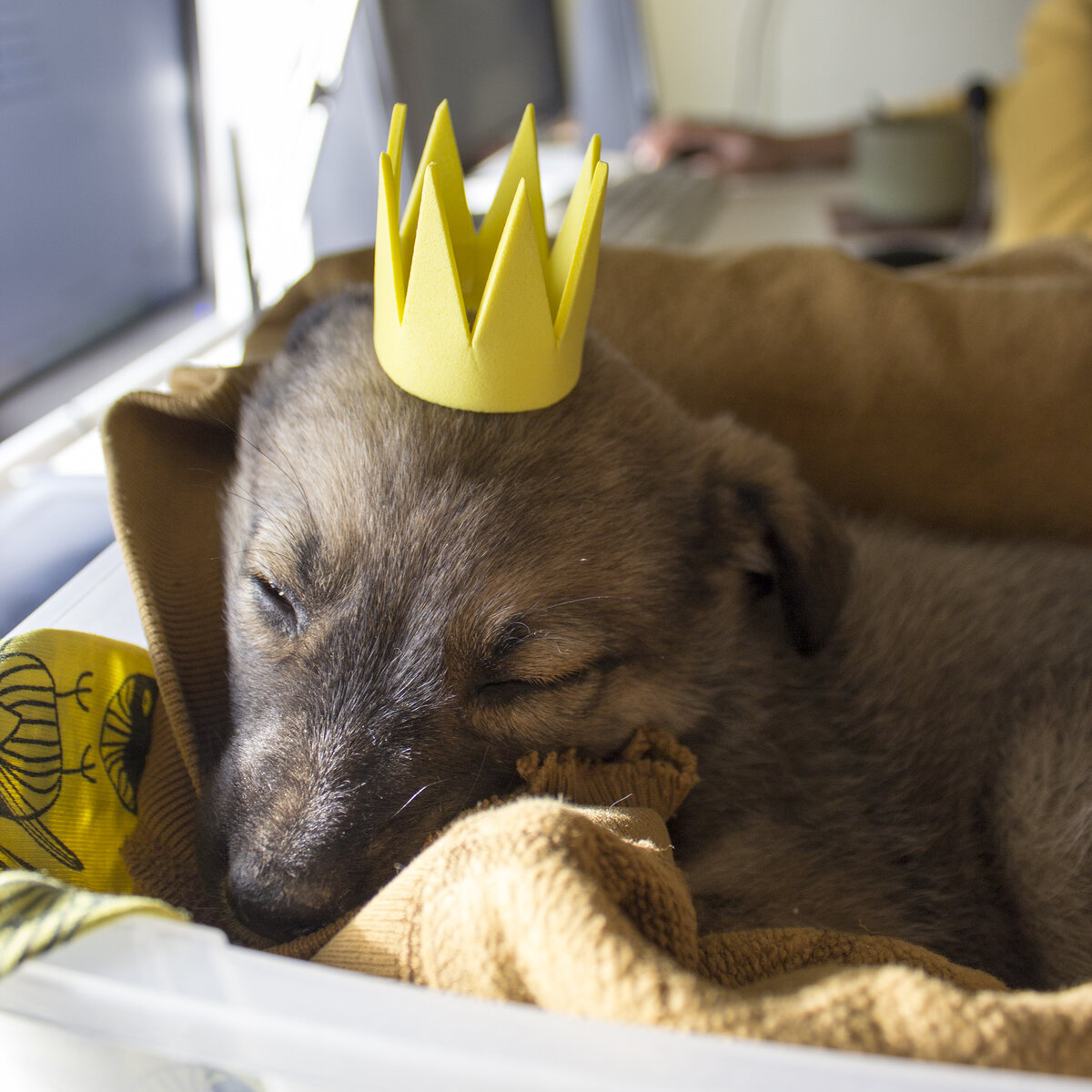 Наша принцессочка)