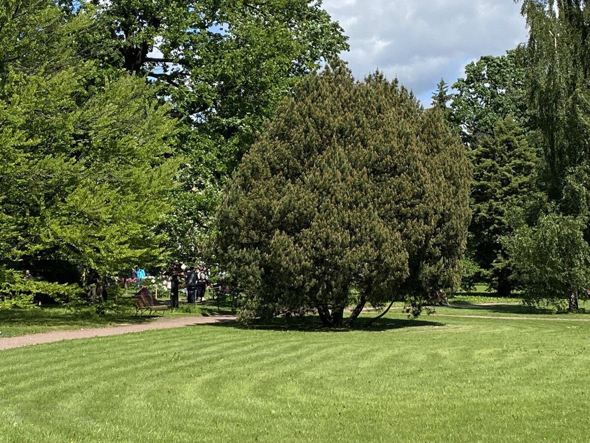 В Ботаническом саду Петра Великого в Санкт-Петербурге растет одна из самых впечатляющих горных сосен в нашей стране. Высота этого роскошного дерева - около 8м