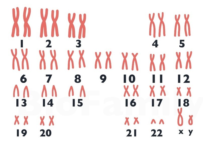 46 хромосом 1. Генетика пола кариотип человека. Нормальный кариотип человека. Кариотип человека аутосомы половые хромосомы. Кариотип ЕГЭ.