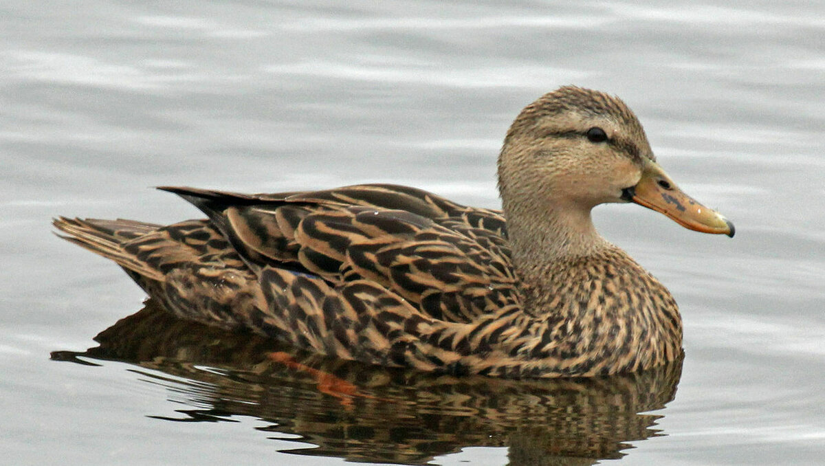     В Ставропольском крае местные жители продолжают находить трупы журавлей и диких уток, сообщили они в соцсетях.