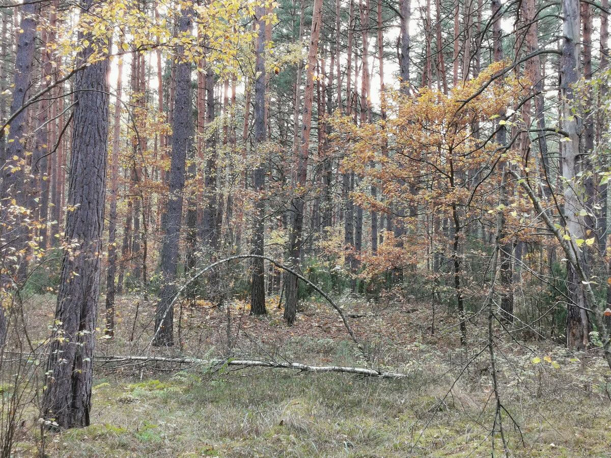 Золотая осень, середина ноября. Фото моё. 