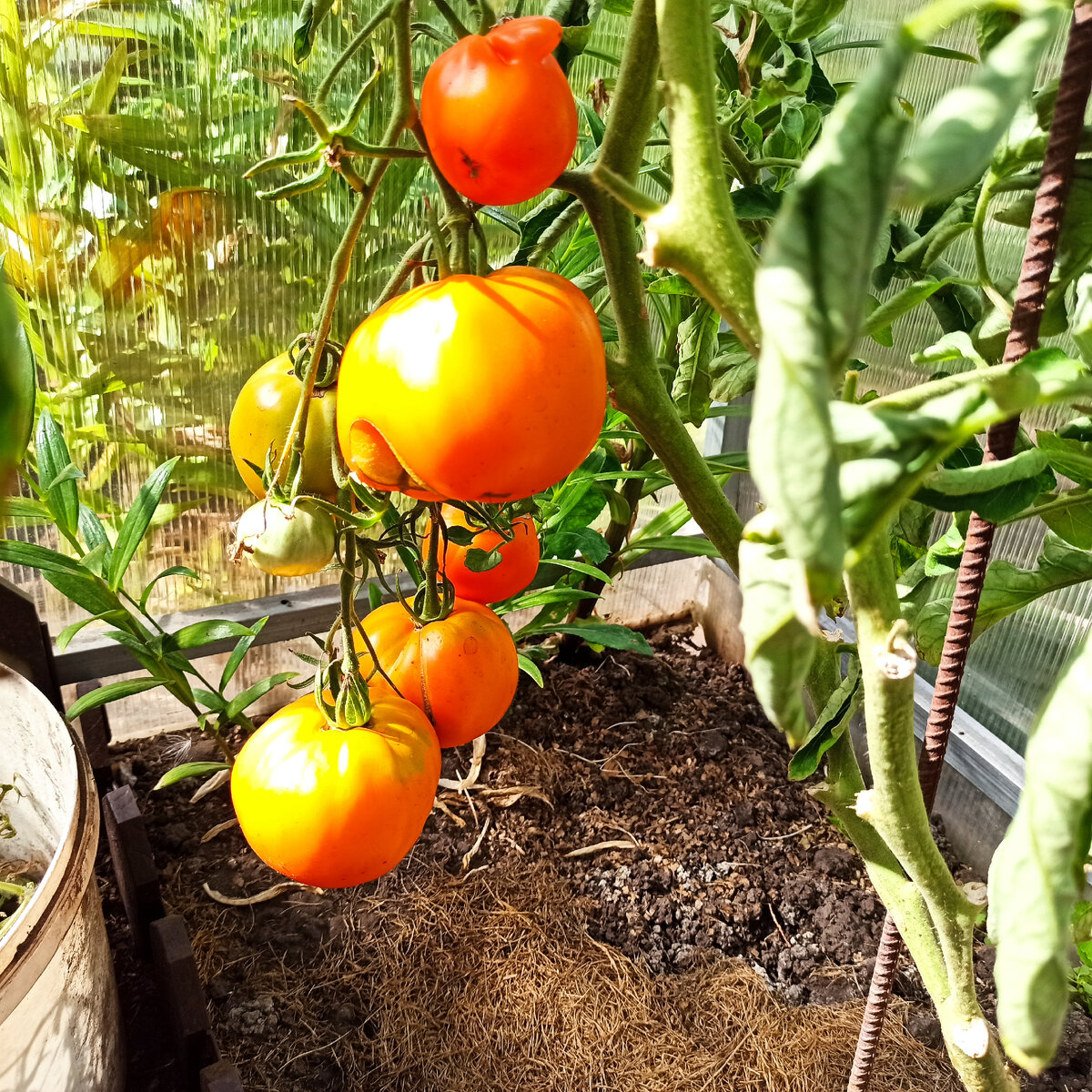 томат краса сибири характеристика. семена помидор безрассадный. томат айвенго f1 цв/п 10 шт ес. томат краса отзывы. томат креолка.