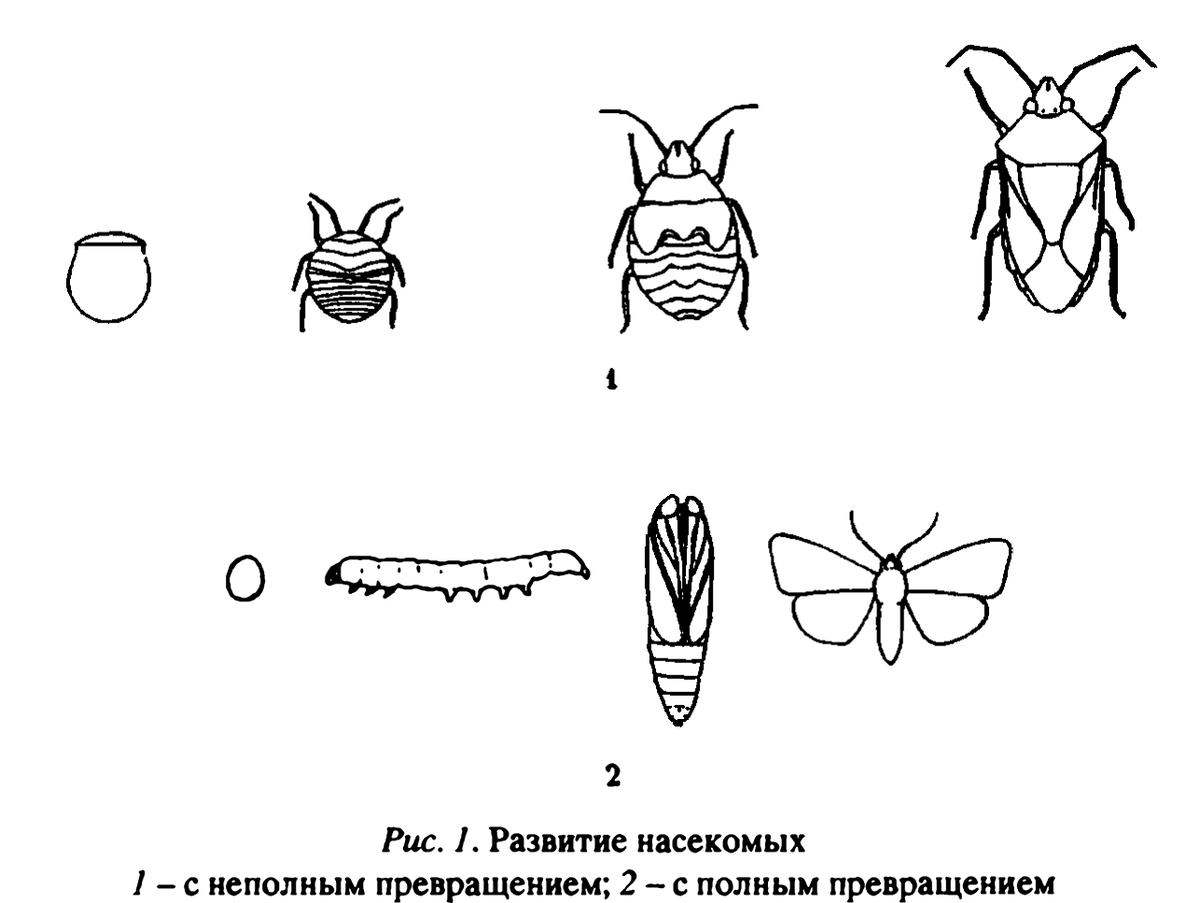 Схема развития насекомых с полным превращением