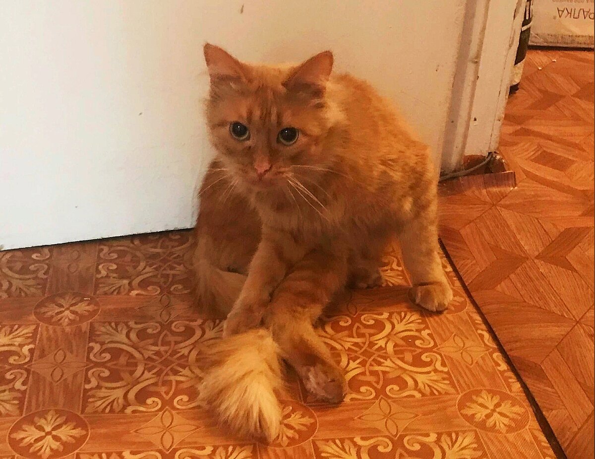 Котик заметно повеселел. Играет, как котенок