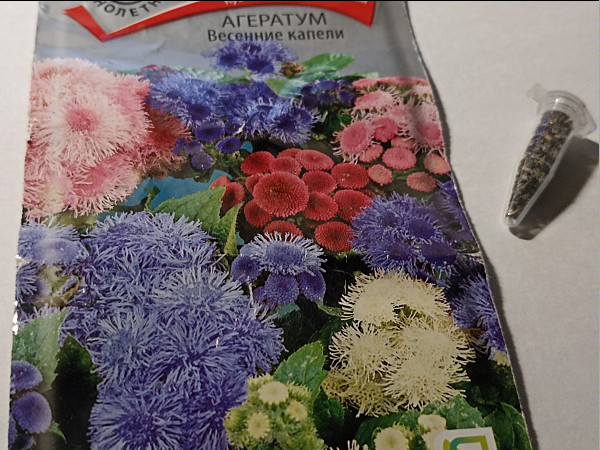 Собрала свои семена агератума. Фото автора