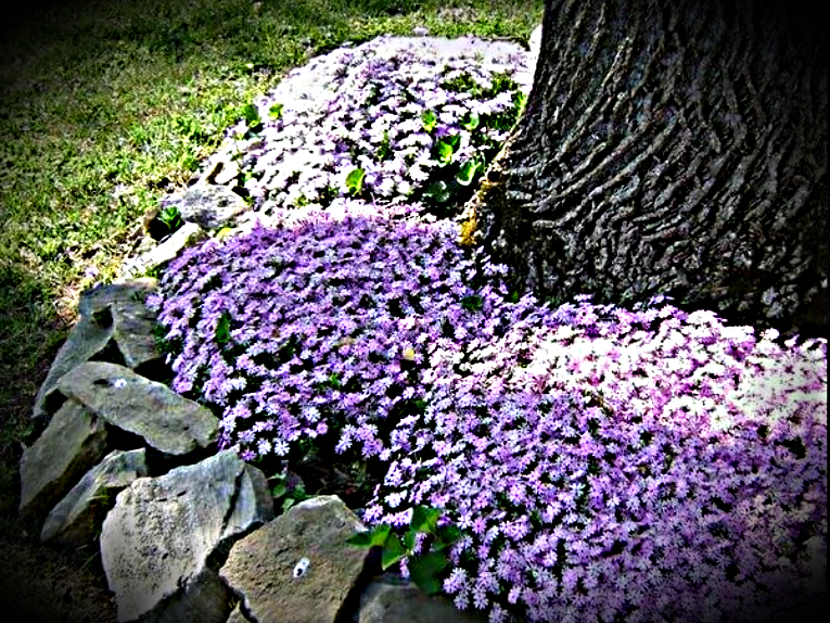 Из открытых источников: https://yabloki.site/sovety-sadovodam/posadka-yablon