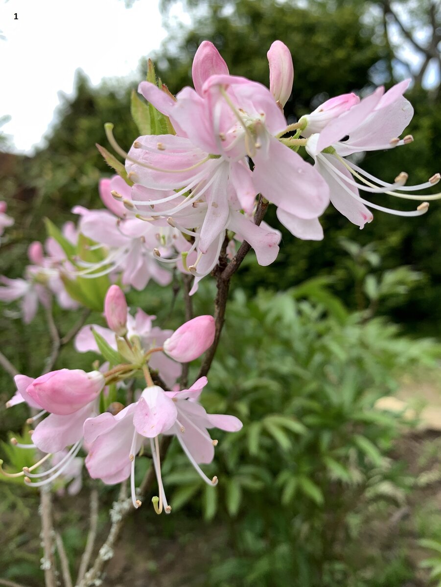 Рододендрон вазея фото