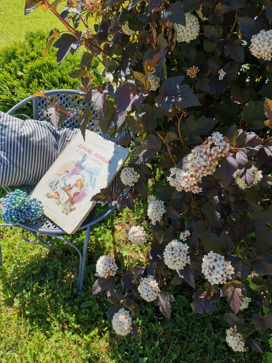 Придет время, будет у меня в саду и бузина. А пока любуемся краснолистным пузыреплодником. Фото автора "Живем на даче". Нажимаем на стрелочку.