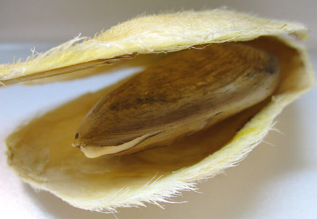 Косточка манго