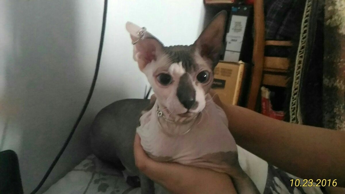 Афина кошка,велюровая