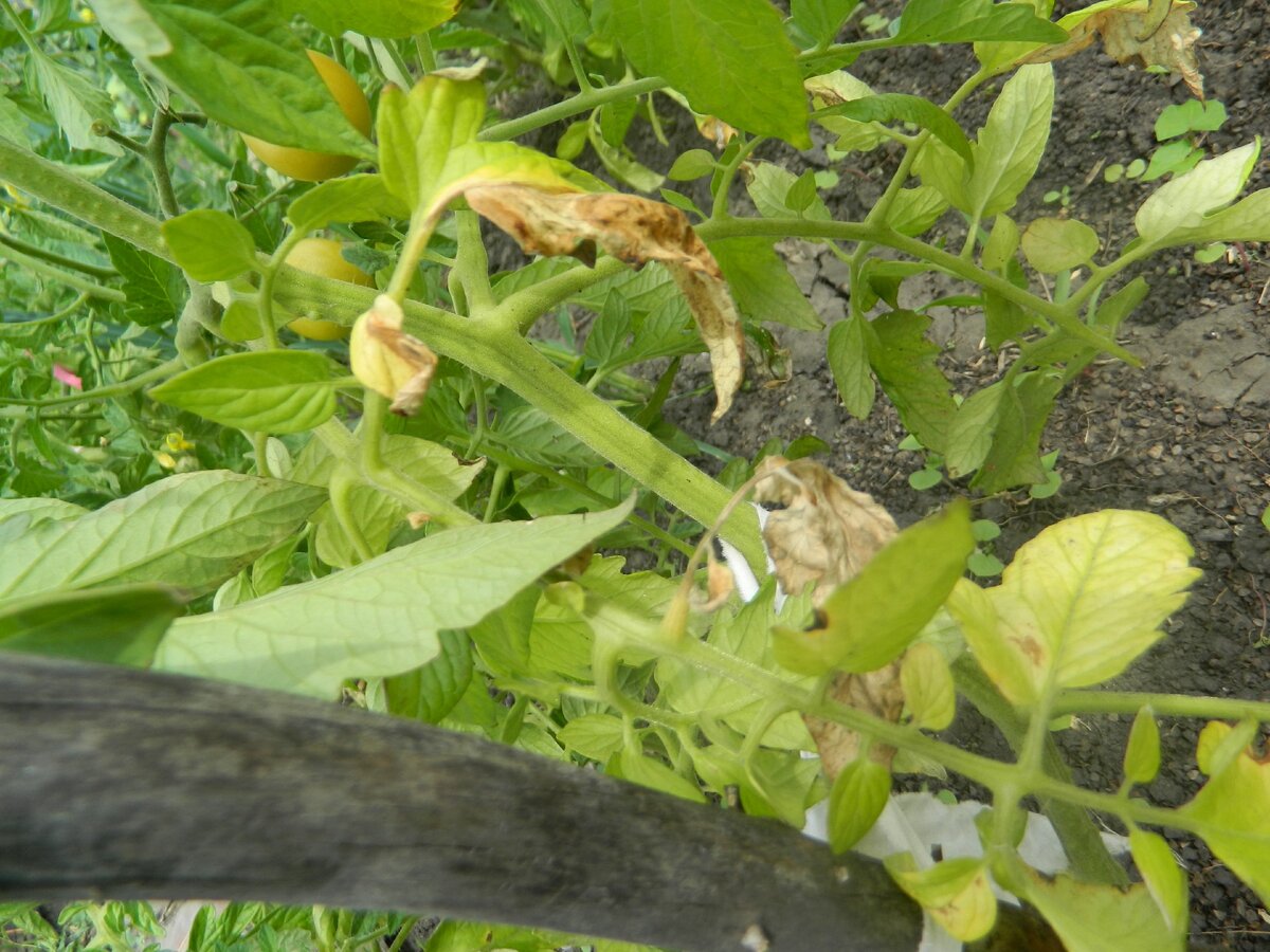 Разные пятнистости вредят томатам