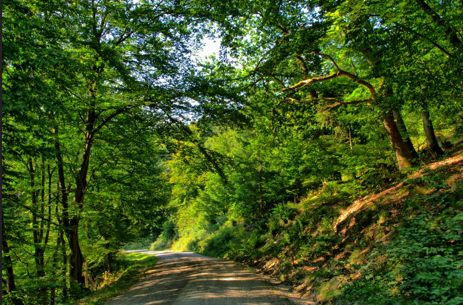 Лесная дорога