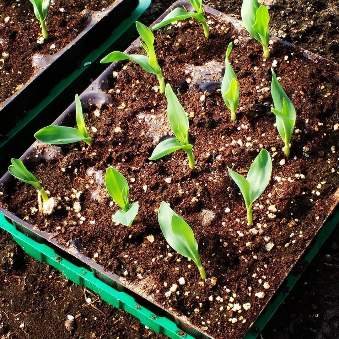 Instagram: @leoyanik