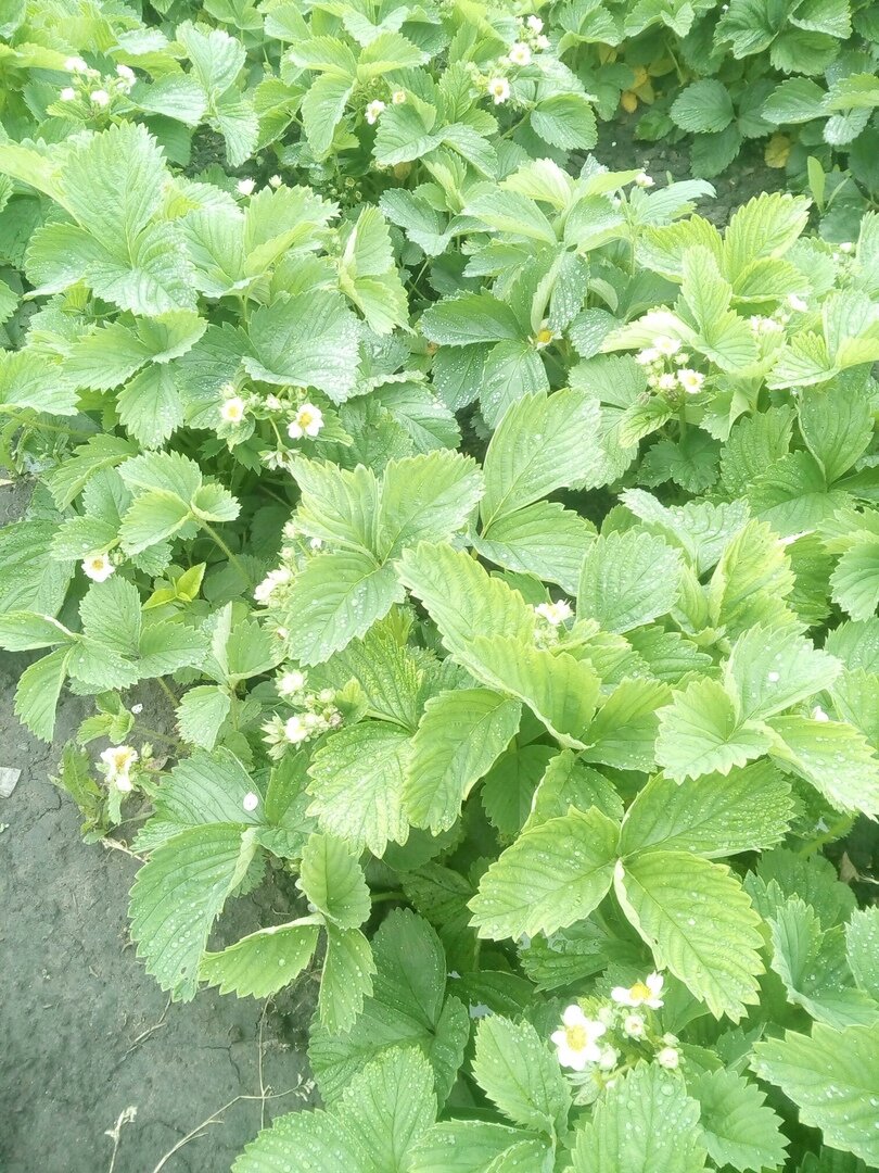 Моя земляника во время цветения