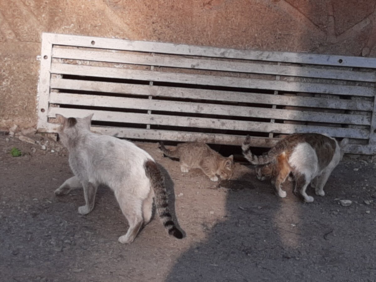 С этого двора поймали только 4 котят