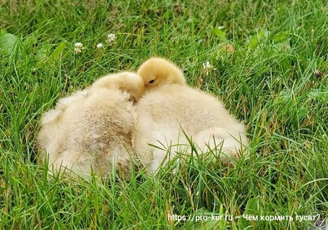 Схема пропойки индюшат с первых дней жизни в домашних условиях