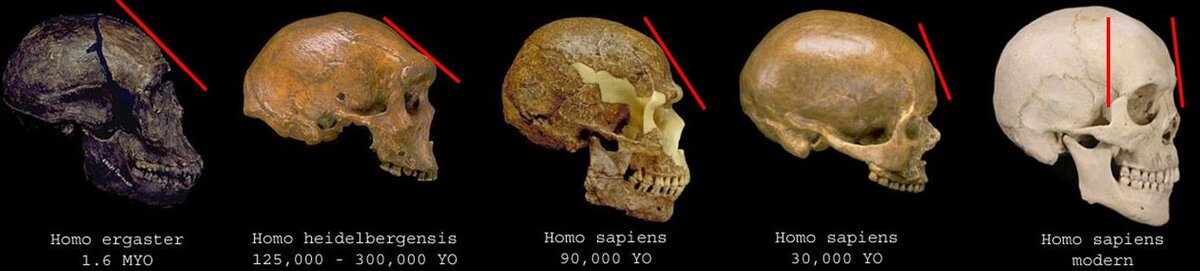 Эволюция черепа человека
