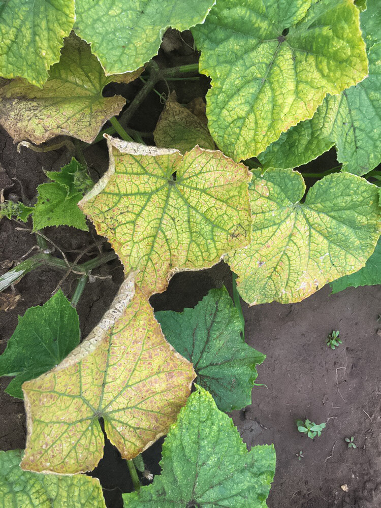 Больные листья огурцов