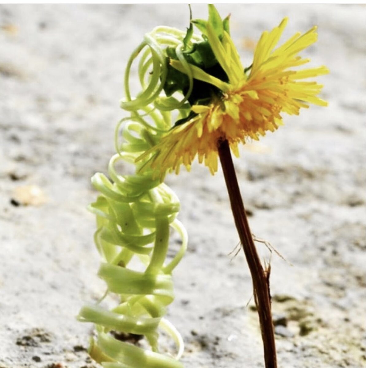 Фото из свободных интернет-ресурсов 