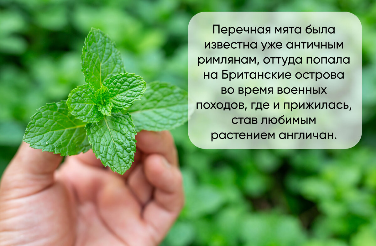 468 слов о мяте: натуральном оружии против усталости, стресса и бессонницы  | ТЧК - о трендах за чаем и кофе | Дзен