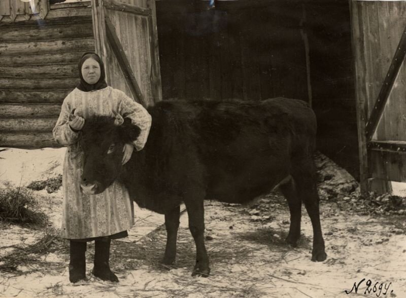 Доярка А. В. Куприянова на ферме села Панфилова
Неизвестный автор, 1940-е, Владимирская обл., Муромский р-н, с. Панфилово, Муромский историко-художественный музей.