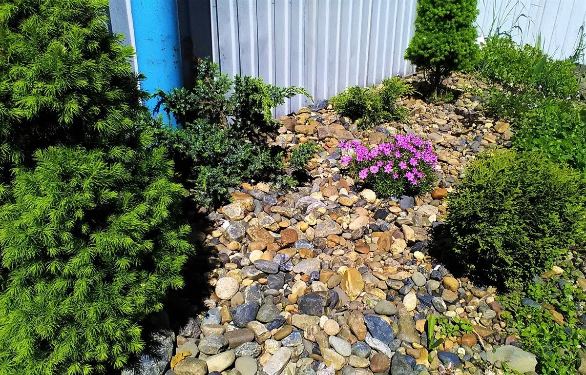 коника рубцовск. копненков илья михайлович. коника станица ленинградская. ель канадская коника. фото барабан когика с6000.