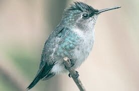 калибри-пчёлка 