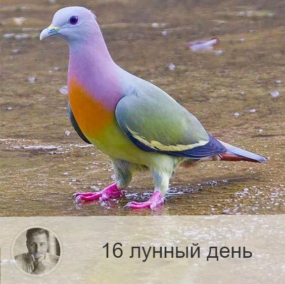 16-ый лунный день с 21:20 4-ого по 21:37 5-ого. 🕊 Символы дня - голубь, бабочка.
🌞 День справедливости, равновесия и гармонии. Хороши любые физические упражнения, что приводит к гармонии не только физической, но и психической. Надо быть спокойным и не нарушать это состояние. Это день обновления крови. Противопоказано – крик, бесцеремонность, злобность, агрессивность. Не рекомендуется употребление животной пищи.
⚠️ Примета дня – грязь, налипшая на одежду, это может быть признаком заболевания крови.
🎂 Люди, рождённые в этот день, любят белый, голубой и серебристый цвета. Они склонны к чистоте во всём, не осуждают других.
💍 Камни – турмалин, изумруд.
💊 Процедура дня: профилактика болезней селезёнки.
💤 Сны помогают ослабить внутреннее напряжение и справиться с болезнью.

—————

Узнай первым обо всём в мире Астрологии и Эзотерики. Жми в меню «•••» сверху справа 🚀 «Уведомлять о новых записях» 👍