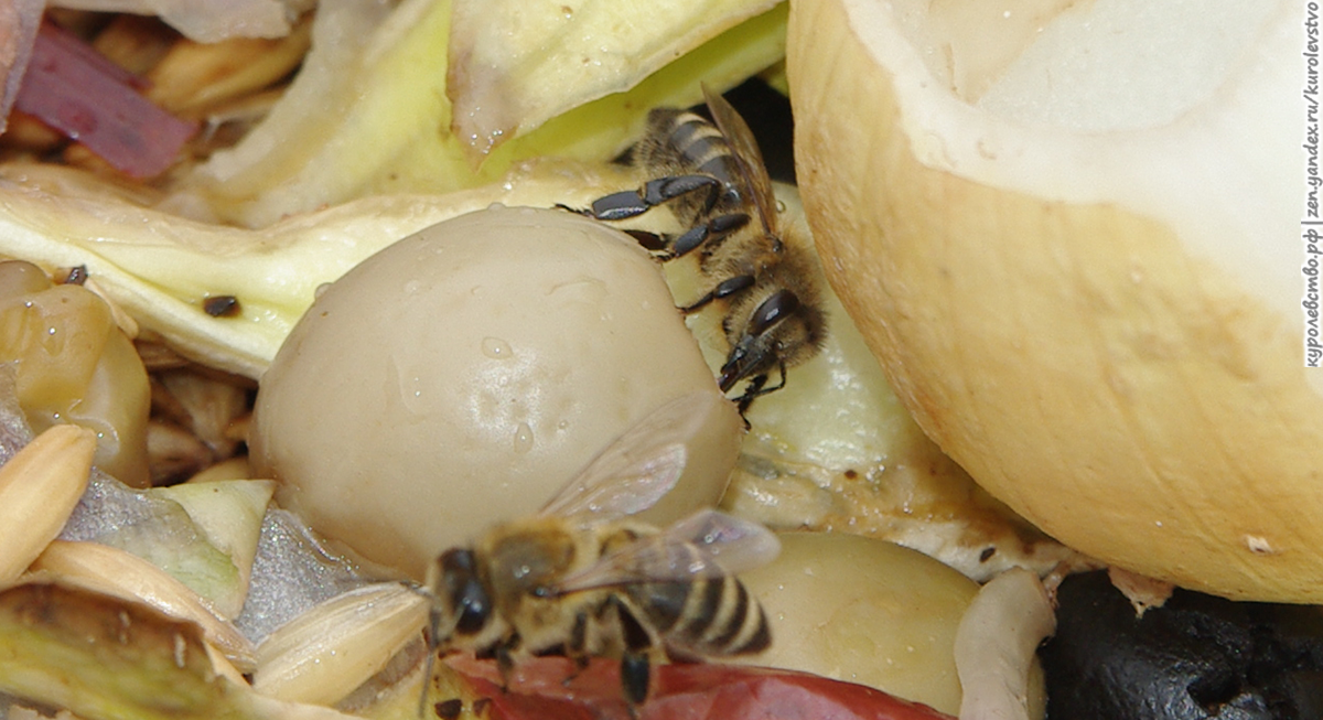 Пчелы на оливках