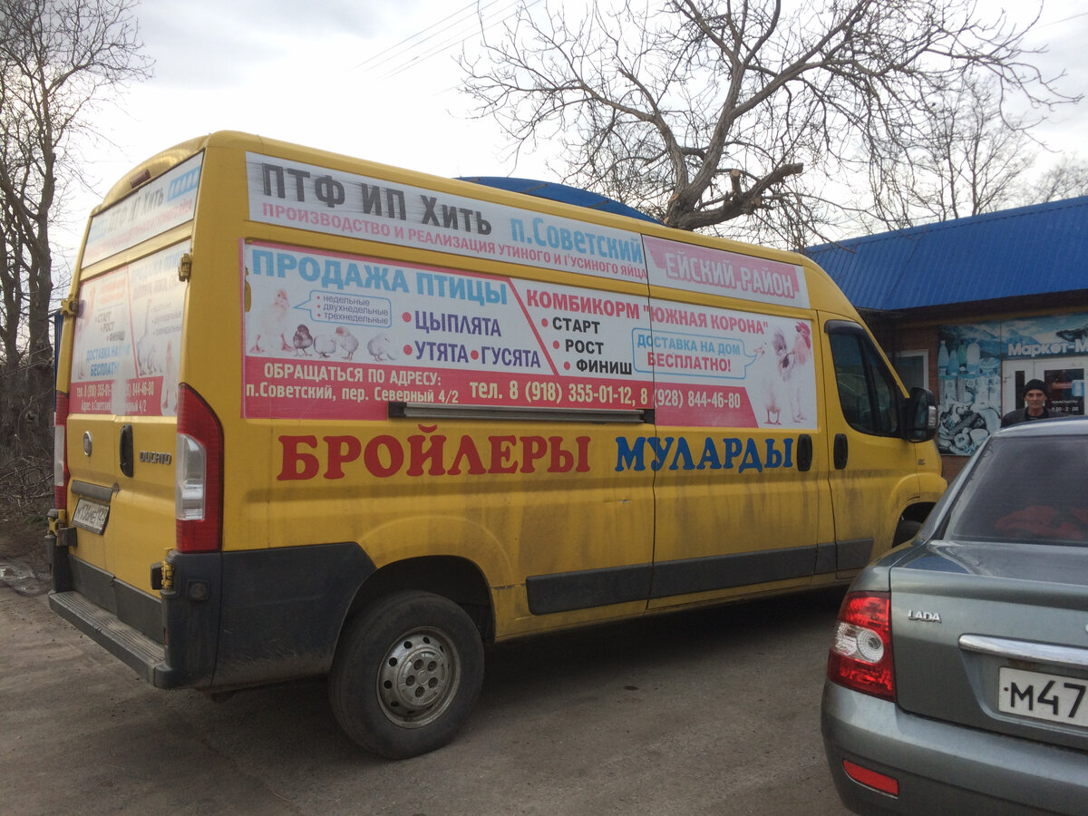 Случайно сделала эту фотографию ещё ранней весной. Пригодилась!