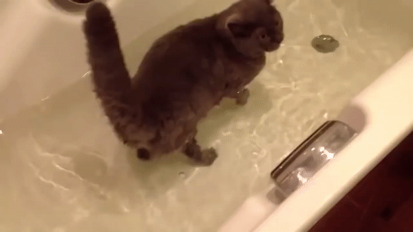 избражение из Яндекс картинки