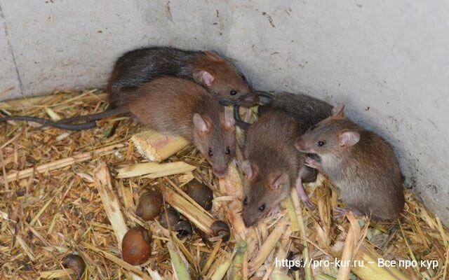 Крысы в многоквартирном доме – куда обращаться, как проводится дератизация