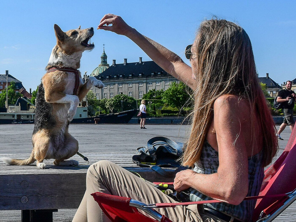 Что будет с человеком, если он попробует собачий корм | gafki.ru | Дзен