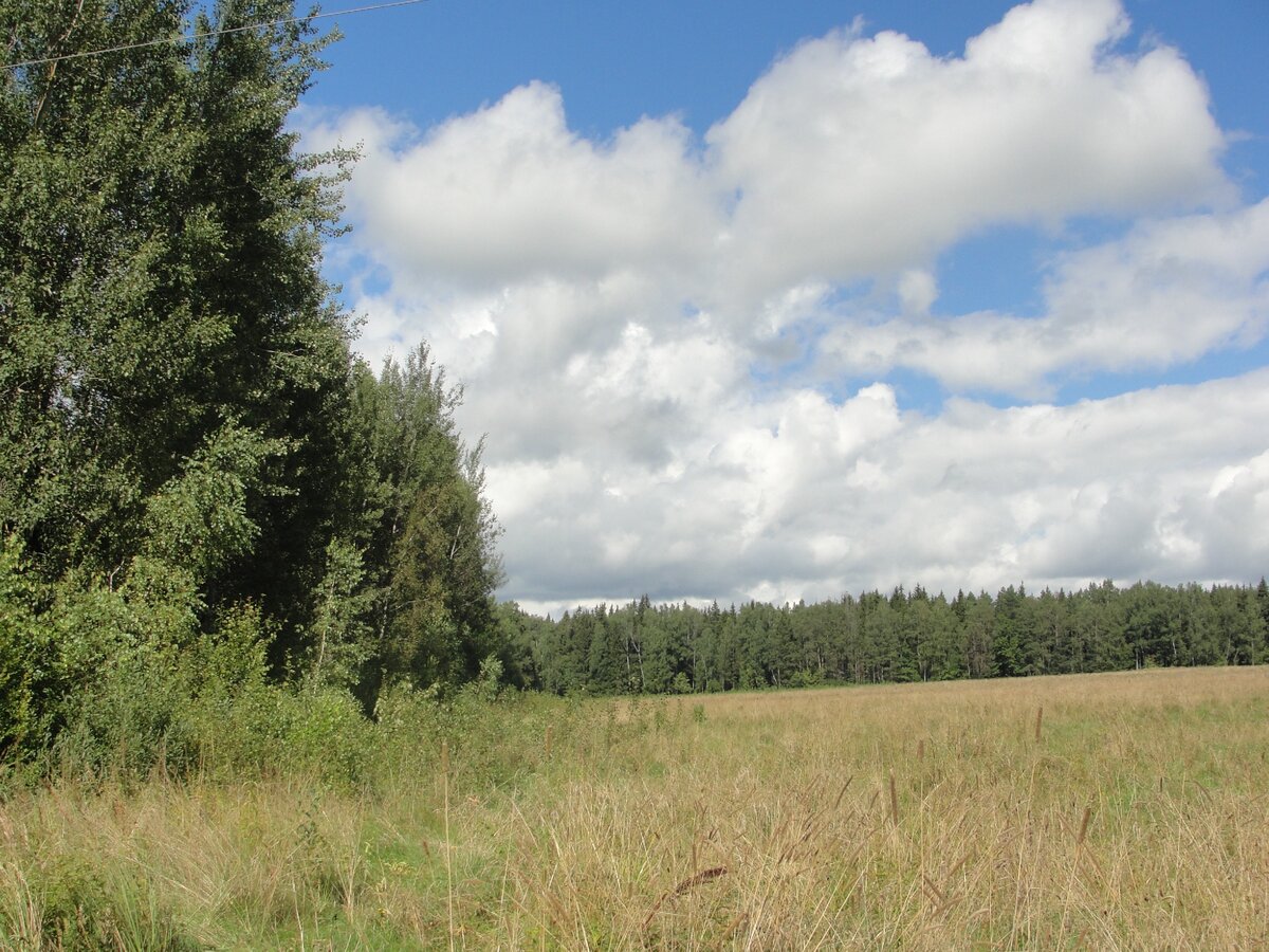 Слева - подосиновые грядки, в них даже еще бывает, коровки заходят, а это очень хорошо для грибов!