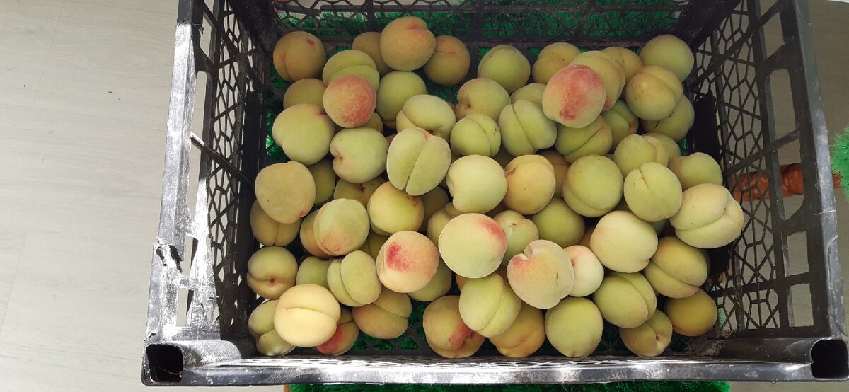 Персик Хасанский. Пермский край, г.Чайковский 🍑