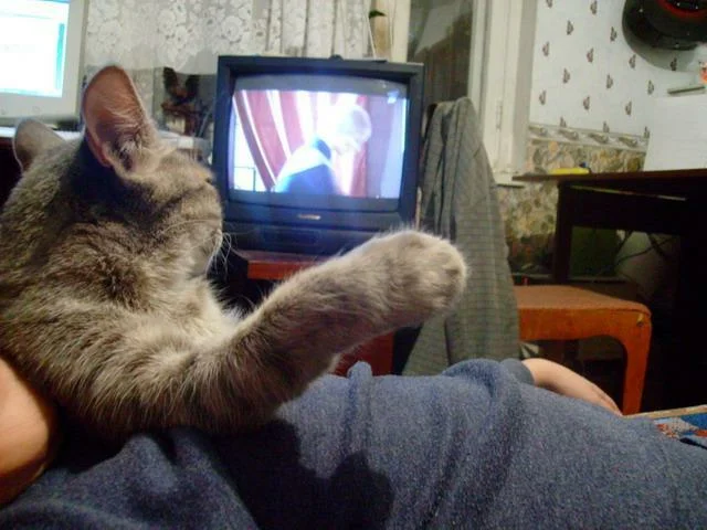 Я, признаться, после напряженной рабочей смены очень даже не прочь поваляться на диване, да посмотреть интересное кино по ТВ. Правда, с недавних пор я обнаружил, что и мой кот любит смотреть телевизор.-2