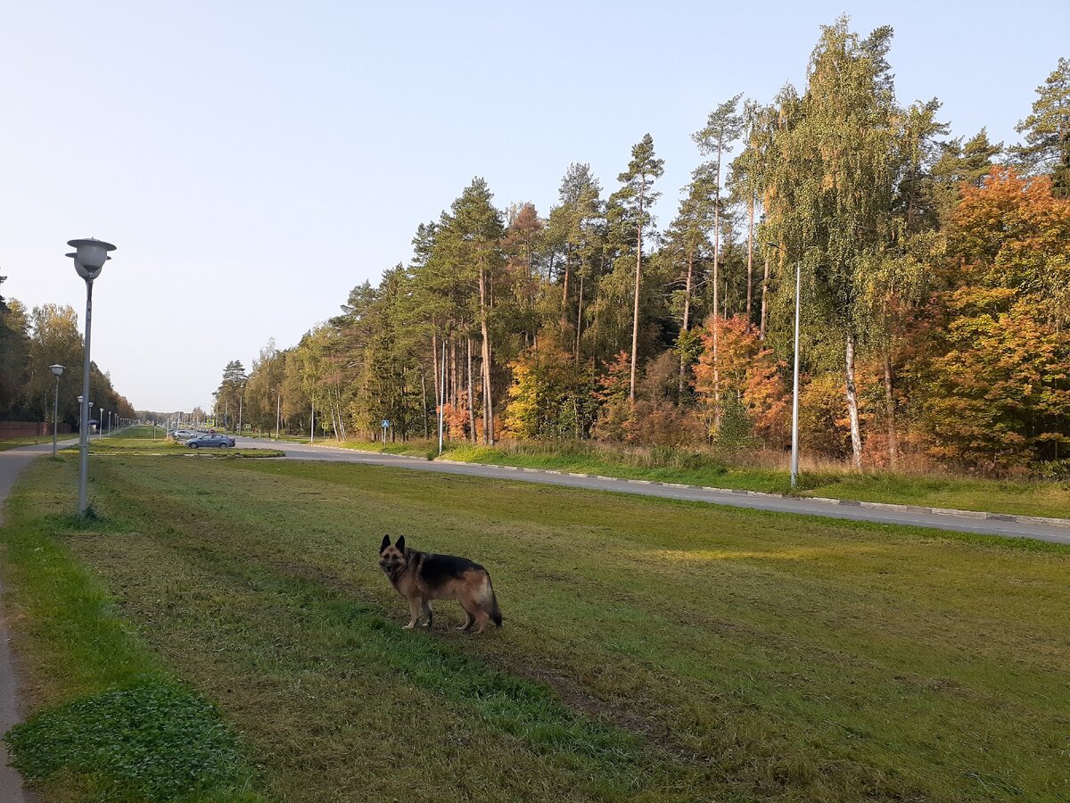 Золотая осень в городе | Живой мир вокруг меня | Дзен