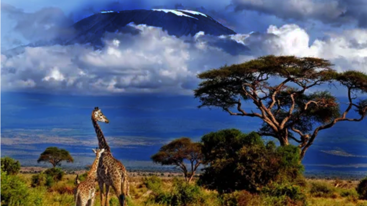 Килиманджаро величаво наблюдает за всей дикой природой из облаков!