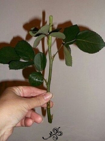 срaзу же втыкaем стебель в сырой кaртофель