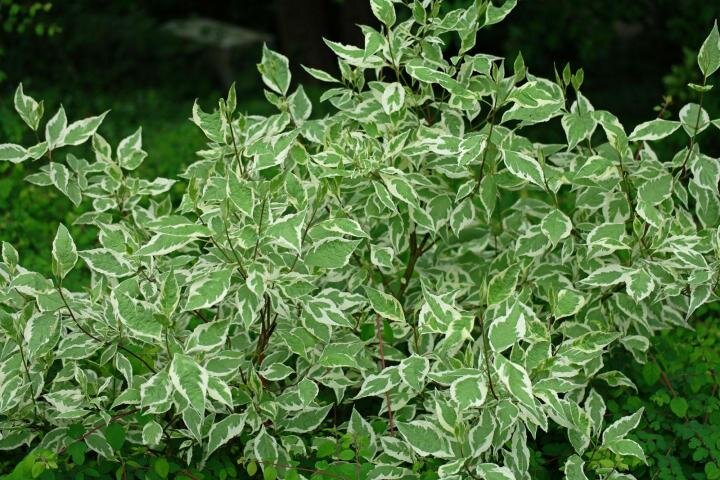 Пестролистность растения сохраняется весь сезон,а в осенний период проявляется окраска ближе к пурпурной