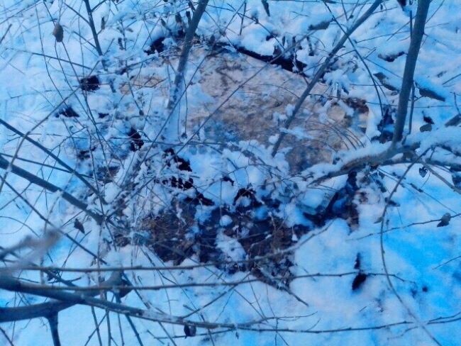 "Ничейный" люк, который коммунальные службы попытались замаскировать ветками, а природа прикрыла снегом. Фото автора.