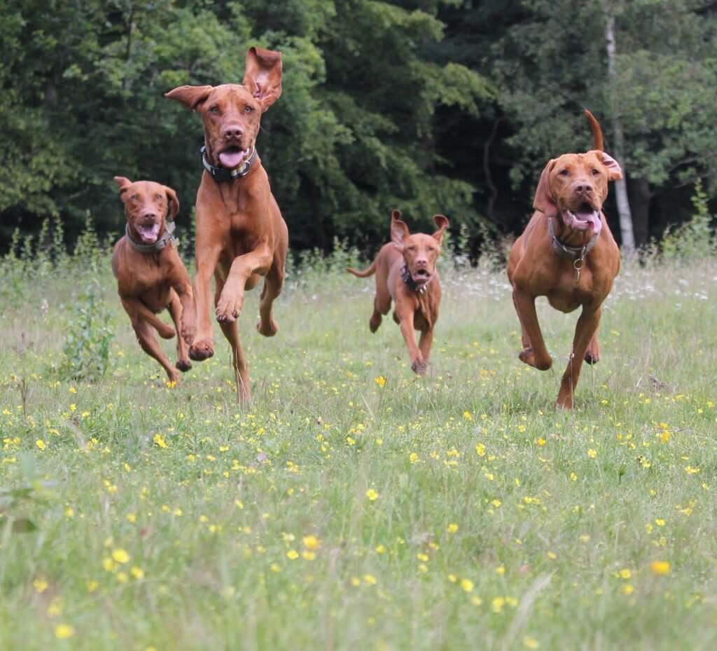 Бернский зенненхунд длинношерстный. Норвежская беговая собака. Собака бежит. Порода бернский зенненхунд. Включи бегающих собак.