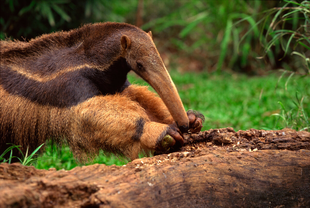 Гигантский муравьед Южной Америки. Anteater муравьед. Гигантский муравьед термиты. Гигантский муравьед питается. Толстая жизнь животных