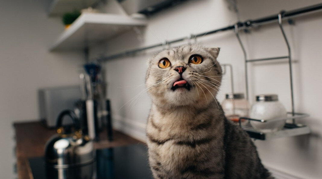 Одно из самых распространенных и вредных — заблуждение о молоке, что оно полезно всем без исключения. Как и все млекопитающие, котята в детстве едят только молоко. Как и почти все млекопитающие, с возрастом кошки перестают усваивать лактозу. Так что употребление молока не только не полезно для взрослого питомца, но и может даже ему навредить — например, вызвать расстройство пищеварения и стать причиной диареи. 