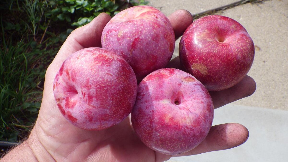Dapple Dandy Pluot 