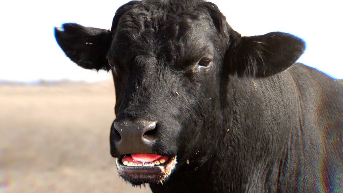 Молоденький бычок