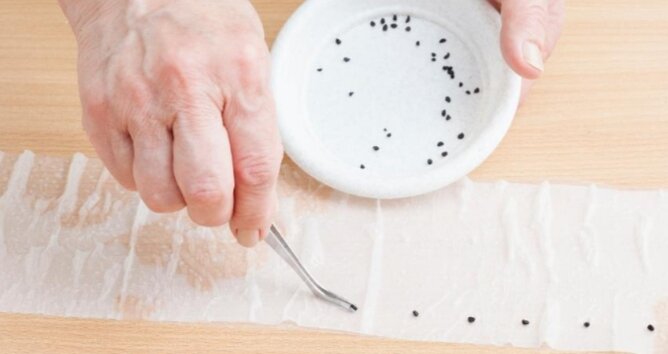 Раскладка семян