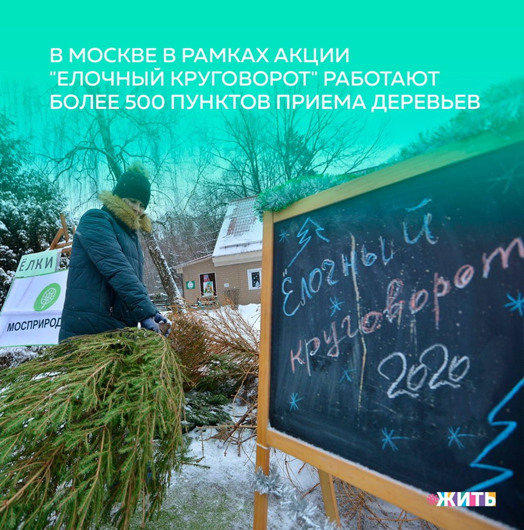 В Москве со 2 января по 20 февраля 2021 года проходит акция по сбору новогодних елей для утилизации «Елочный круговорот»🎄 
Акция проводится в столице с 2016 года. Ее цели — правильно утилизировать новогодние деревья, а также привлечь внимание горожан к раздельному сбору отходов. В первый год «Елочного круговорота» работал только один пункт приема елок на территории экоцентра «Битцевский лес», а срок акции составлял 10 дней.

В прошлом году для москвичей уже работали более 400 пунктов приема, куда можно было сдать новогоднее дерево. В прошлом году в столице было собрано почти 52 тысячи елей, из которых получено 200 кубометров переработанной щепы. Она использовалась для подсыпки в вольерных комплексах, обустройства экологических троп.

В рамках акции в пункты сбора москвичи могут бесплатно сдать елки, сосны, пихты. Главное, чтобы на дереве не осталось новогодней мишуры и украшений. На елочных базарах будут размещены QR-коды, используя которые можно увидеть перечень пунктов приема елей.

В настоящий момент, в Москве работают 500 пунктов приема деревьев.

Пользовались ли Вы данной услугой?

#жить #проектжить
