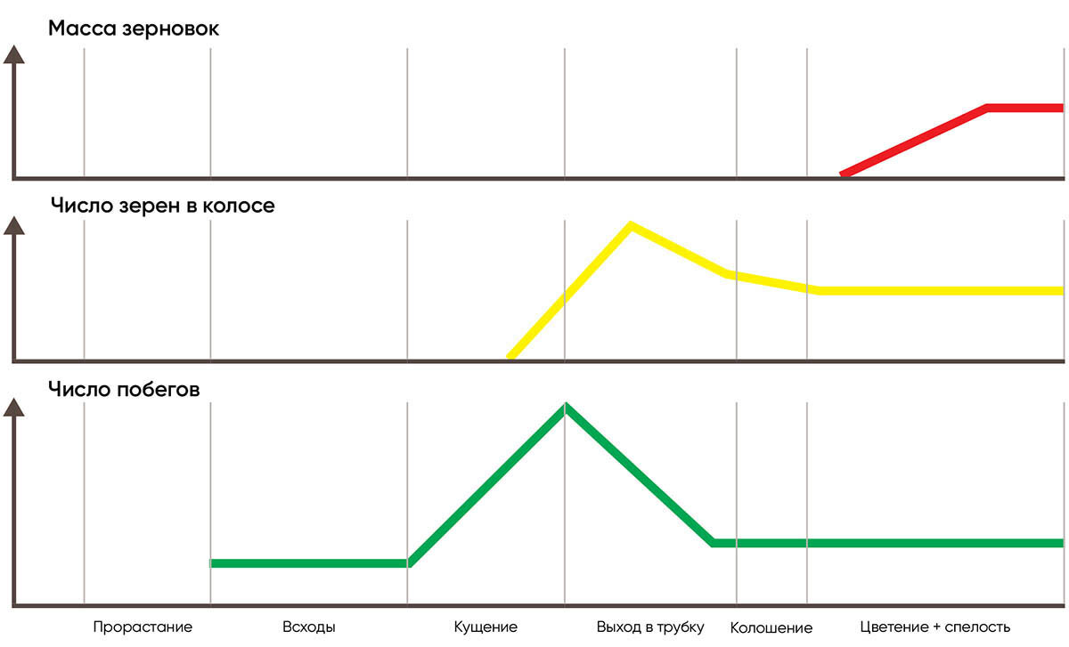 Рис. 1. Динамика формирования элементов урожайности зернового растения. Фото: Естина Ольга