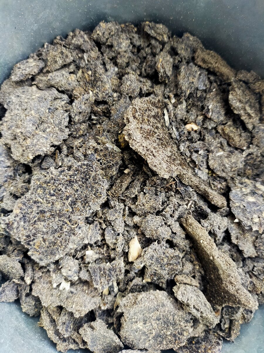 Фото от автора.Жмых.